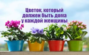 http://childrens-happiness.com/interesno-cvetok-kotoryj-dolzhen-byt-doma-u-kazhdoj-zhenshhiny/